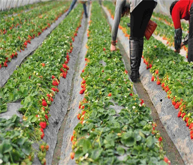 新疆阿克苏草莓苗基地位置、红颜草莓苗这里有售