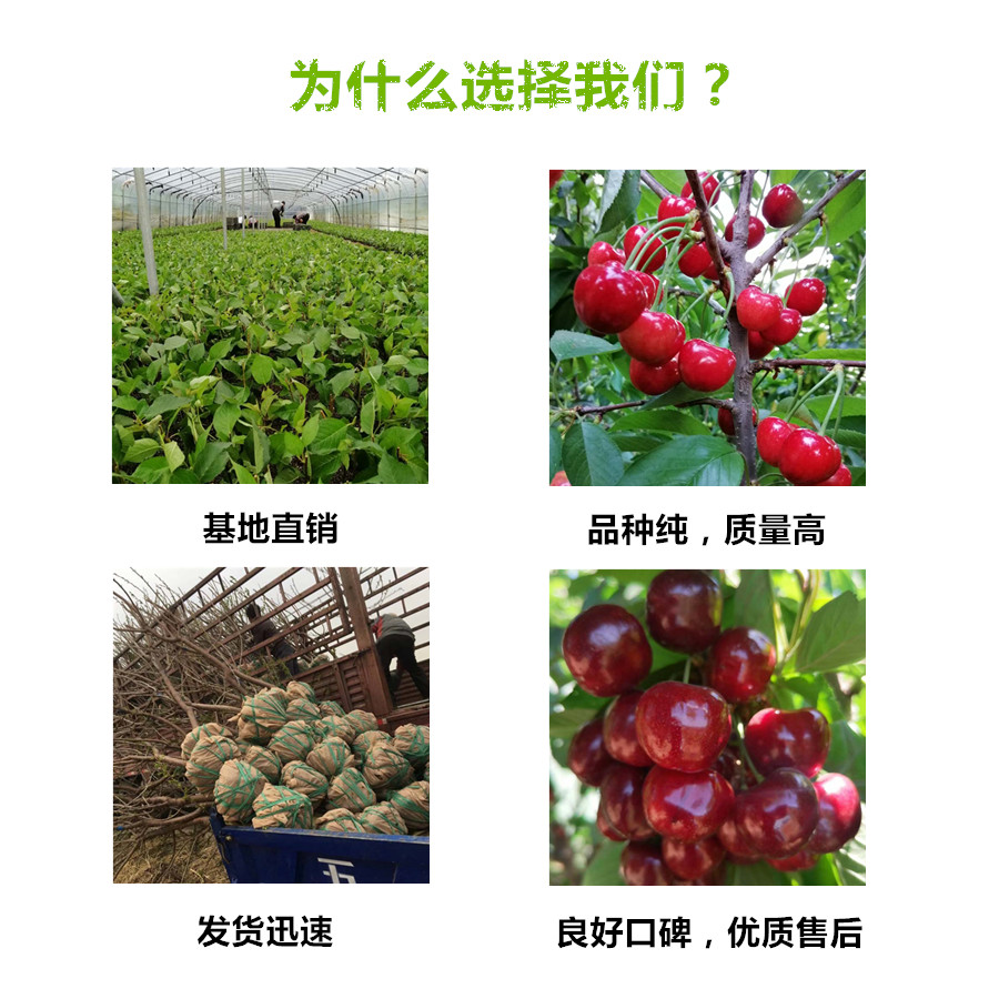 江西九江红油香椿树苗这里有售