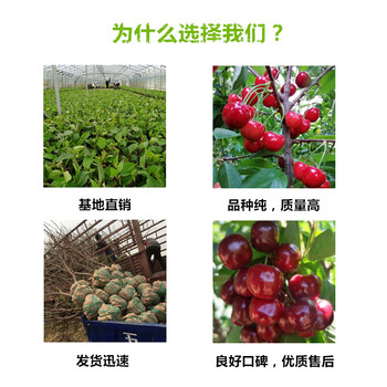 云南曲靖无花果树苗联系方式