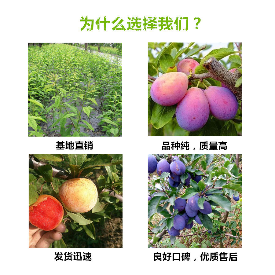 山东莱芜软籽石榴树苗联系方式