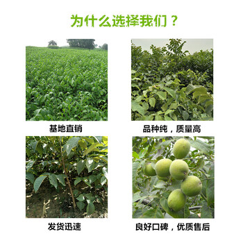 青海海南甜柿子树苗基地位置