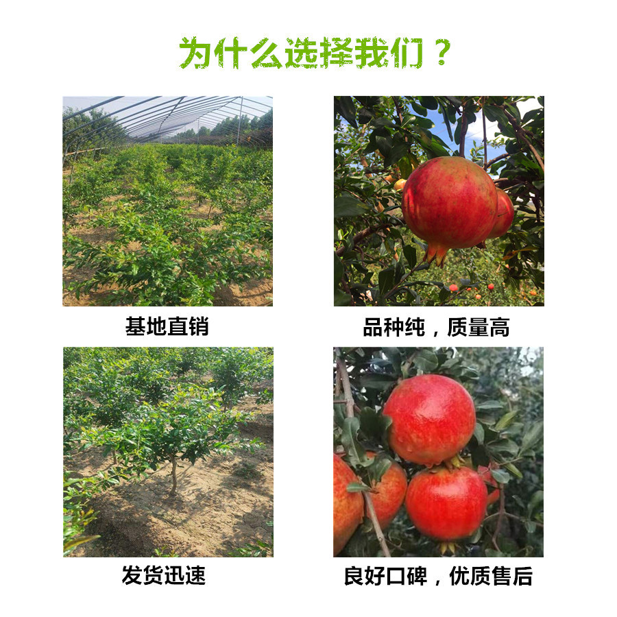 安徽桐城红油香椿树苗联系方式