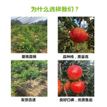 江西九江红油香椿树苗这里有售图片0