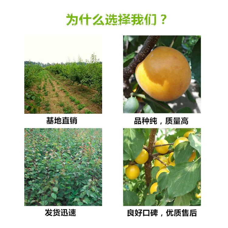 山东莱芜软籽石榴树苗联系方式