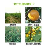 江西九江红油香椿树苗这里有售图片1