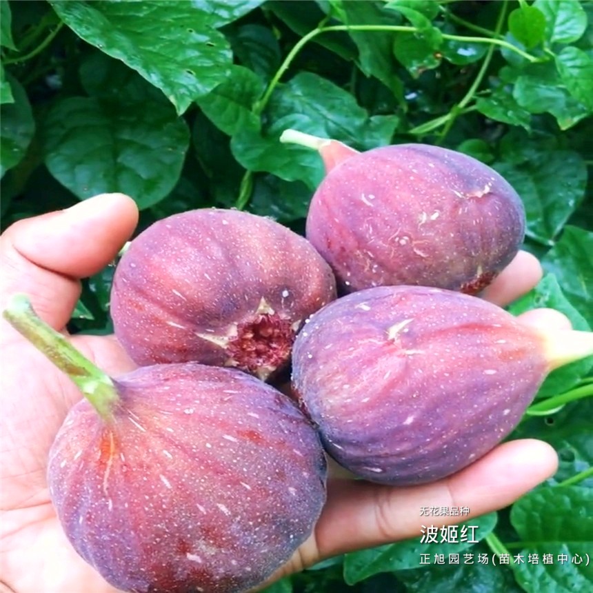 无花果树苗在新疆库尔勒什么价位、1公分无花果树苗基地供应