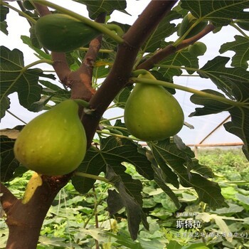 无花果树苗在广东韶关哪里的便宜、波姬红无花果树苗多少钱一颗