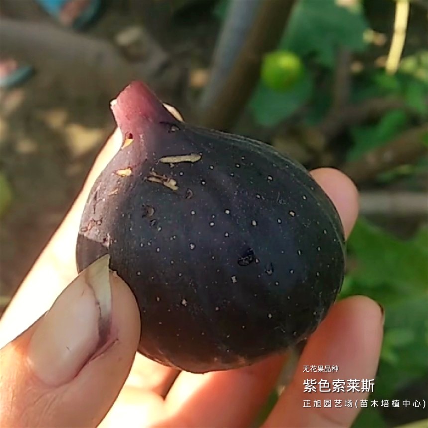 无花果树苗在江西抚州供货联系方式、波姬红无花果树苗免费送货