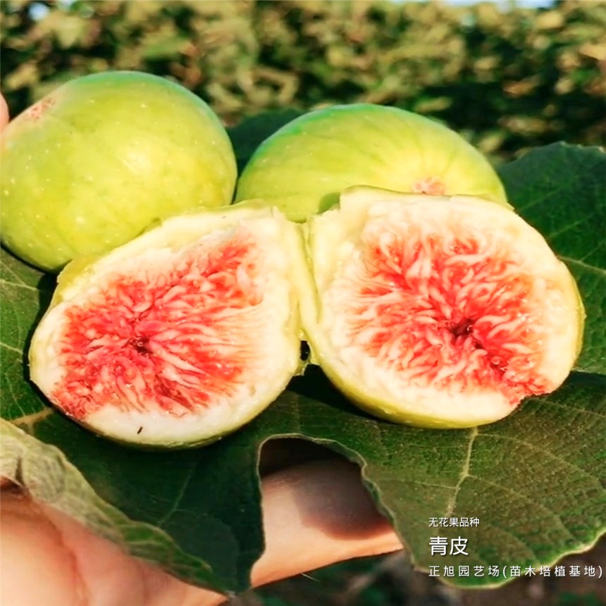 无花果树苗在江西抚州供货联系方式、波姬红无花果树苗免费送货