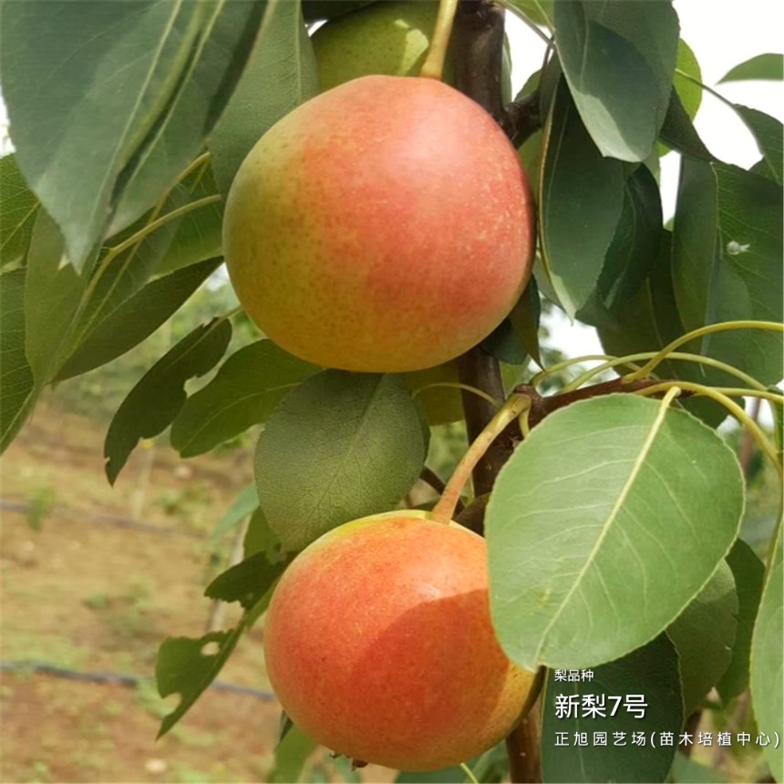 晚熟品种梨树苗种植基地、山西吕梁批发市场