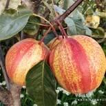 2公分梨树苗是怎么卖的、山东威海批发出售图片2
