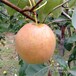 早熟品种梨树苗都是什么样的价位、广东茂名联系方式
