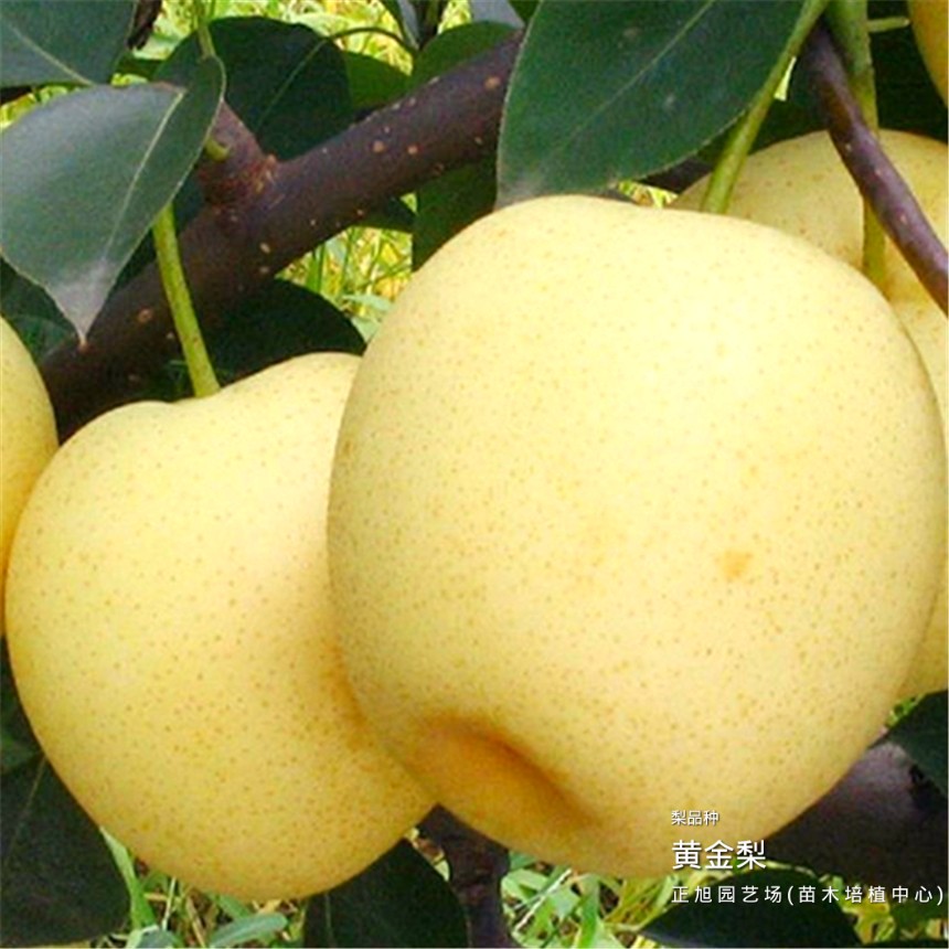 2公分梨树苗是怎么卖的、山东威海批发出售
