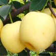 早熟品种梨树苗是怎么卖的、浙江绍兴才卖多少钱