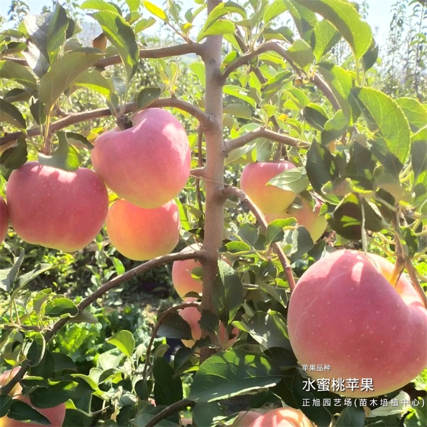 矮化苹果树苗多少钱、云南丽江提供种植技术