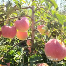 1年苹果树苗价格怎么样、湖南邵阳都是基地现挖图片