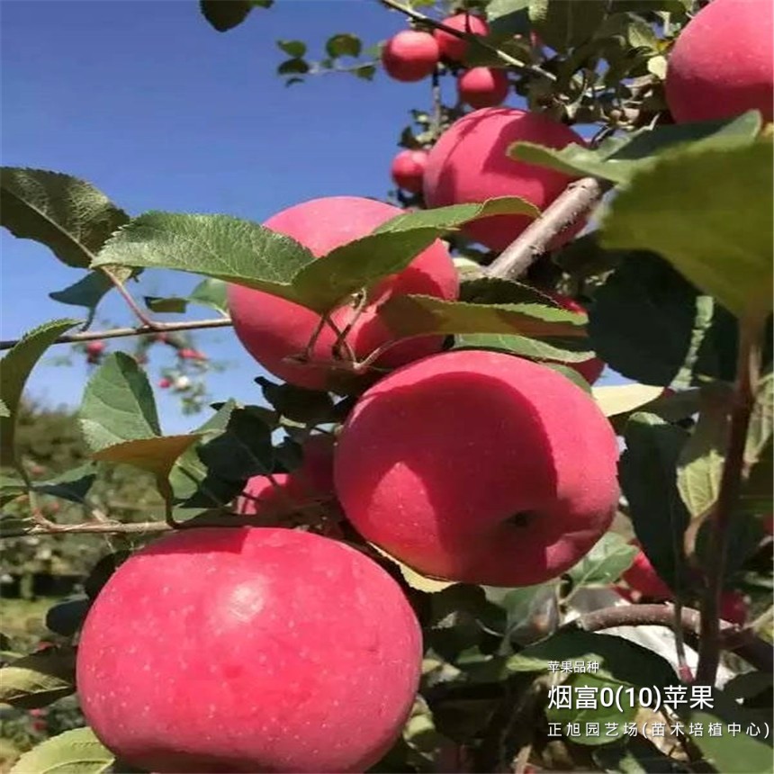 矮化苹果树苗什么地方有货、浙江绍兴批发基地
