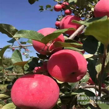 1公分苹果树苗哪里的便宜、湖南长沙品种介绍