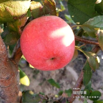 苹果树两年苗哪里卖的、宁夏银川大量出售