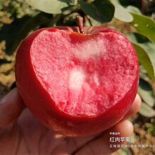 矮化苹果树苗供货联系方式、新疆昌吉货比三家图片
