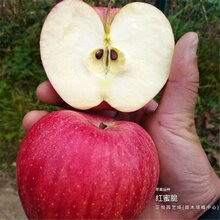 红富士苹果树苗什么价位、山东菏泽基地供应图片