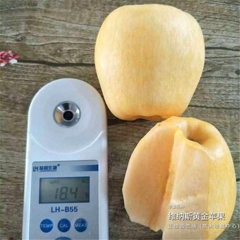 3公分苹果树苗怎么能买到、甘肃庆阳大量出售