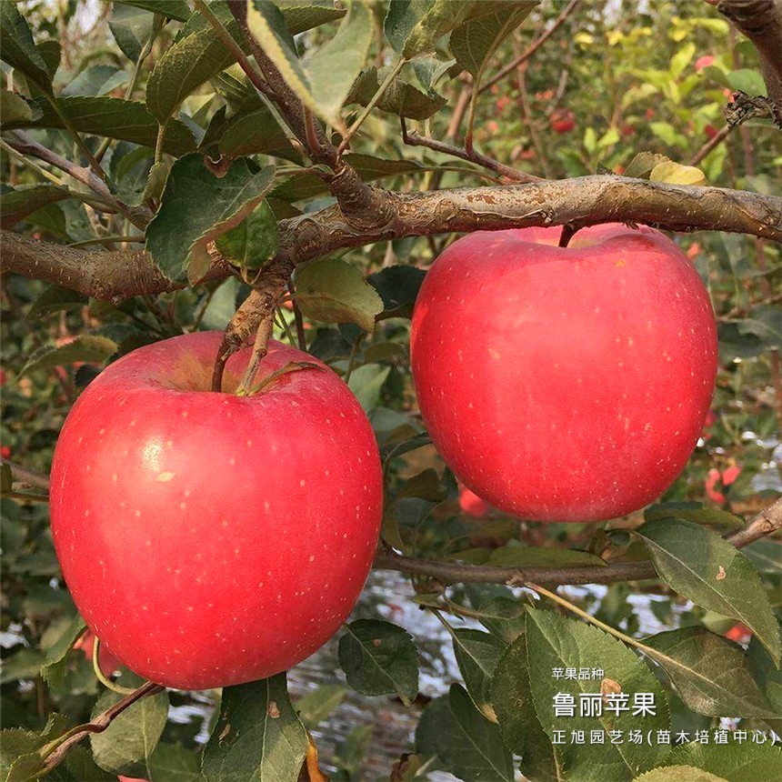 3公分苹果树苗怎么能买到、甘肃庆阳大量出售