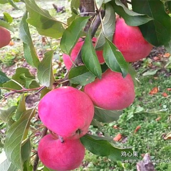 两年苹果树苗供货联系方式、湖南怀化便宜供应