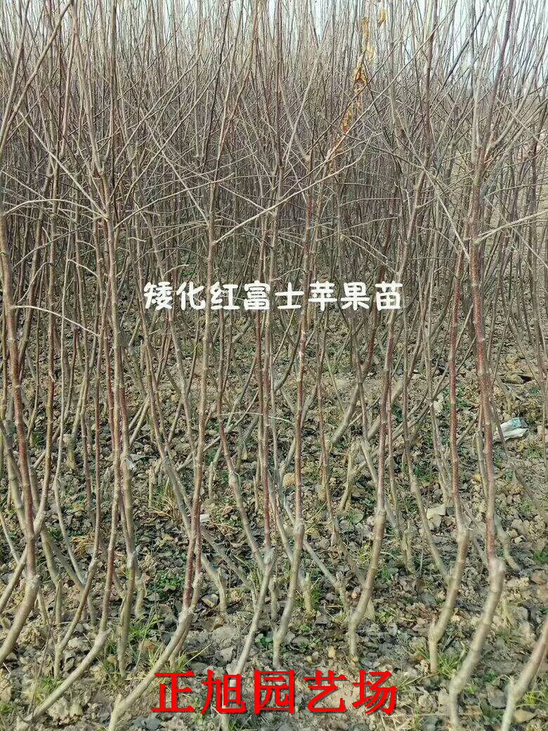 嫁接苹果树苗批发报价、湖北孝感基地价格