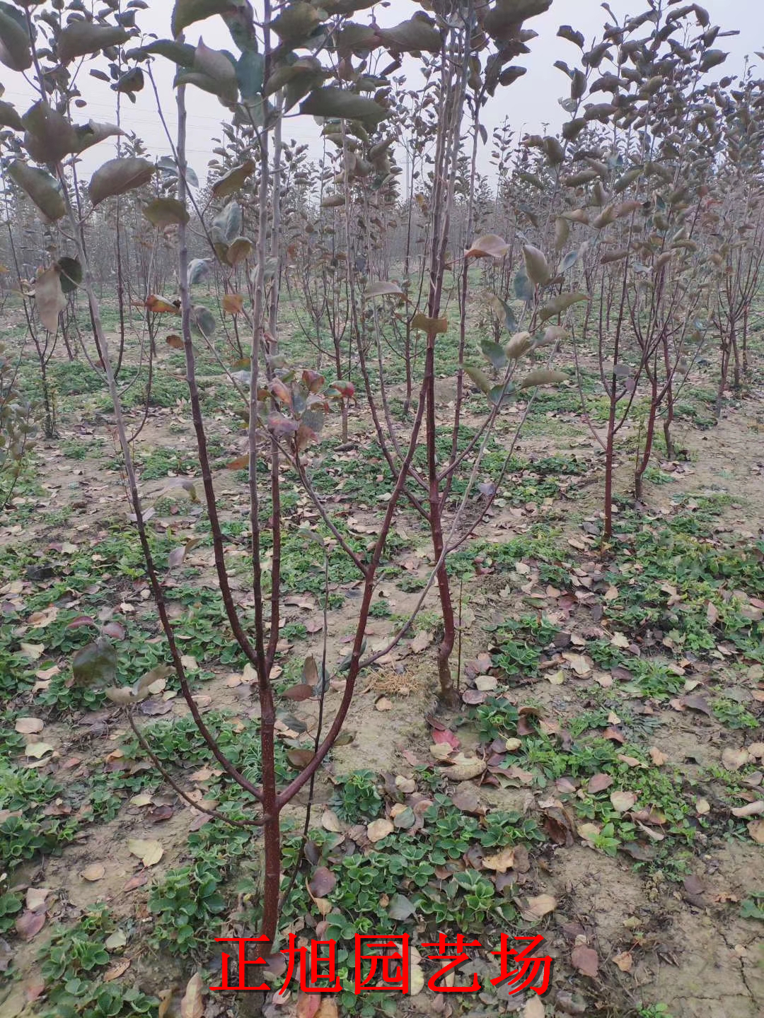 苹果树两年苗哪里卖的、宁夏银川大量出售