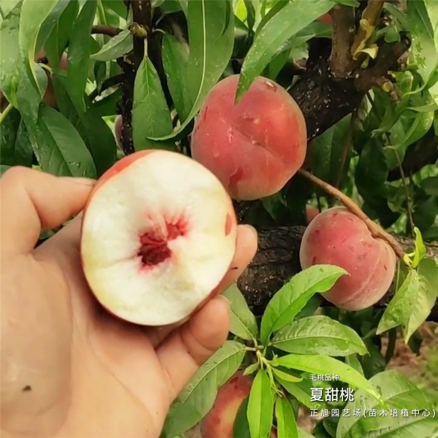 桃樹1年苗供貨聯(lián)系方式、云南紅河貨比三家