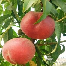 2公分桃树苗都是什么样的价位、青海玉树联系方式图片