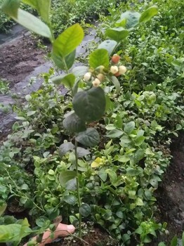 藍莓苗價格種植技術(shù)