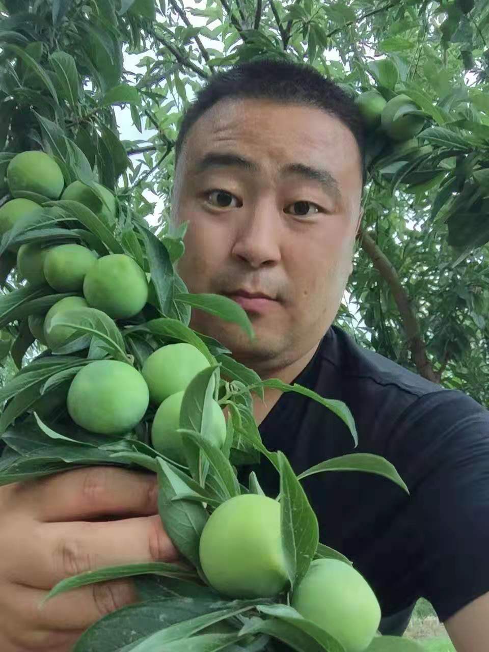 重慶青脆李苗價(jià)格、重慶青脆李苗批發(fā)價(jià)格