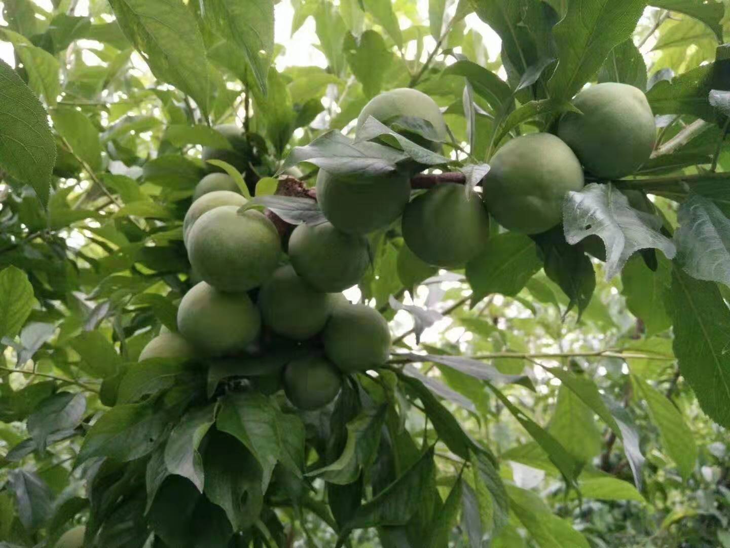 重慶青脆李苗