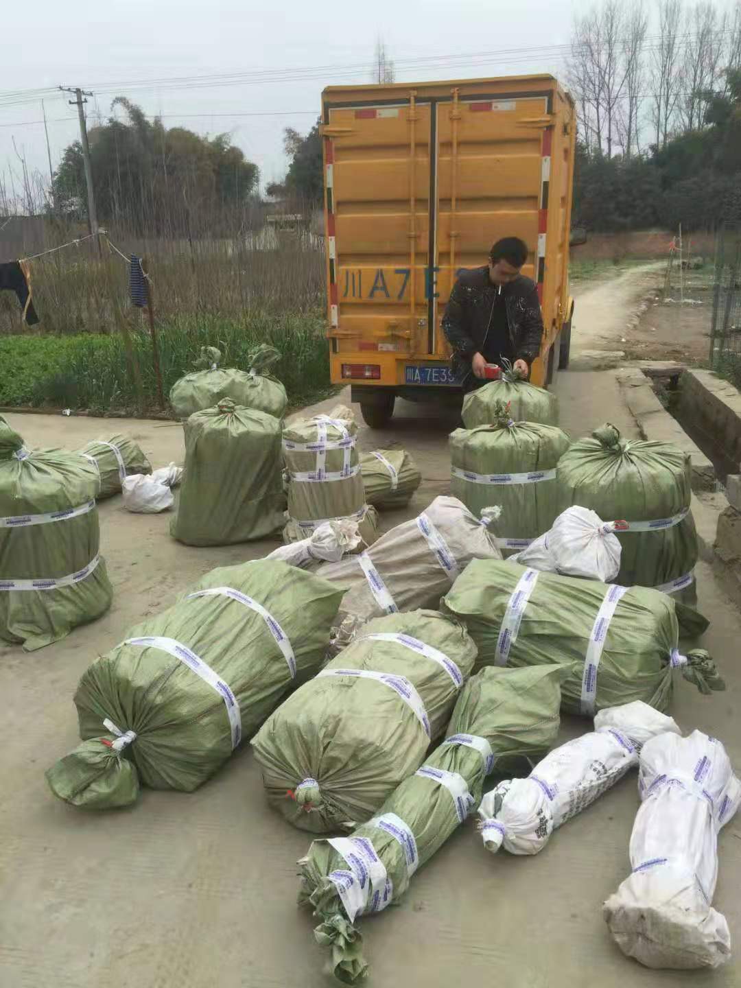 重慶青脆李苗價格、重慶青脆李苗批發(fā)基地