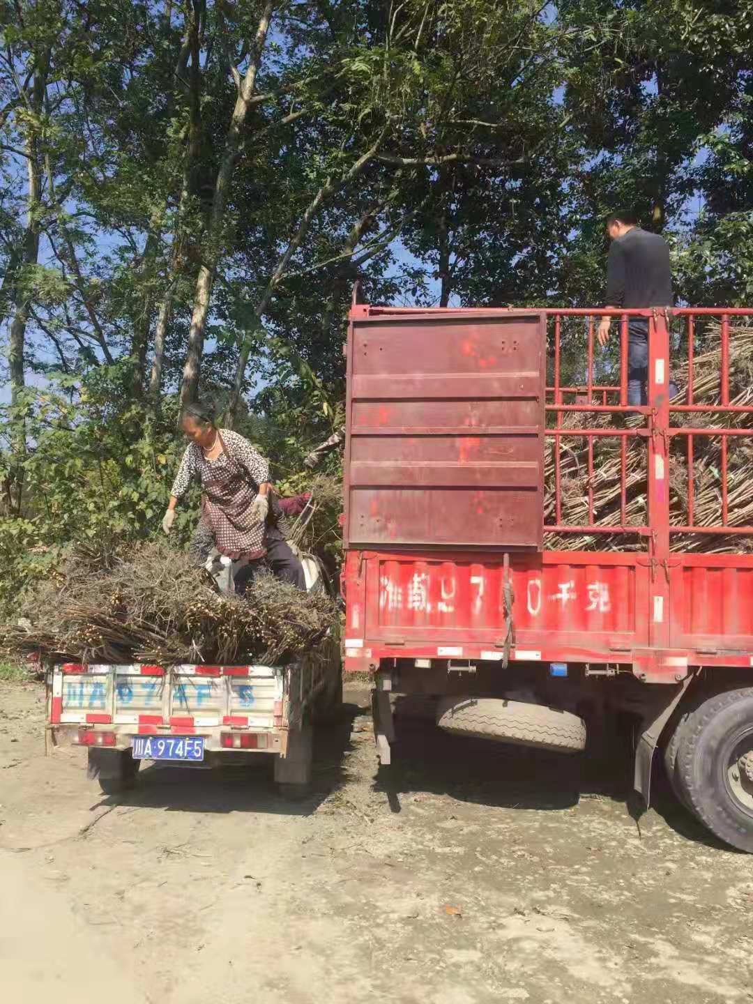 重慶青脆李苗價格、重慶青脆李苗批發(fā)基地