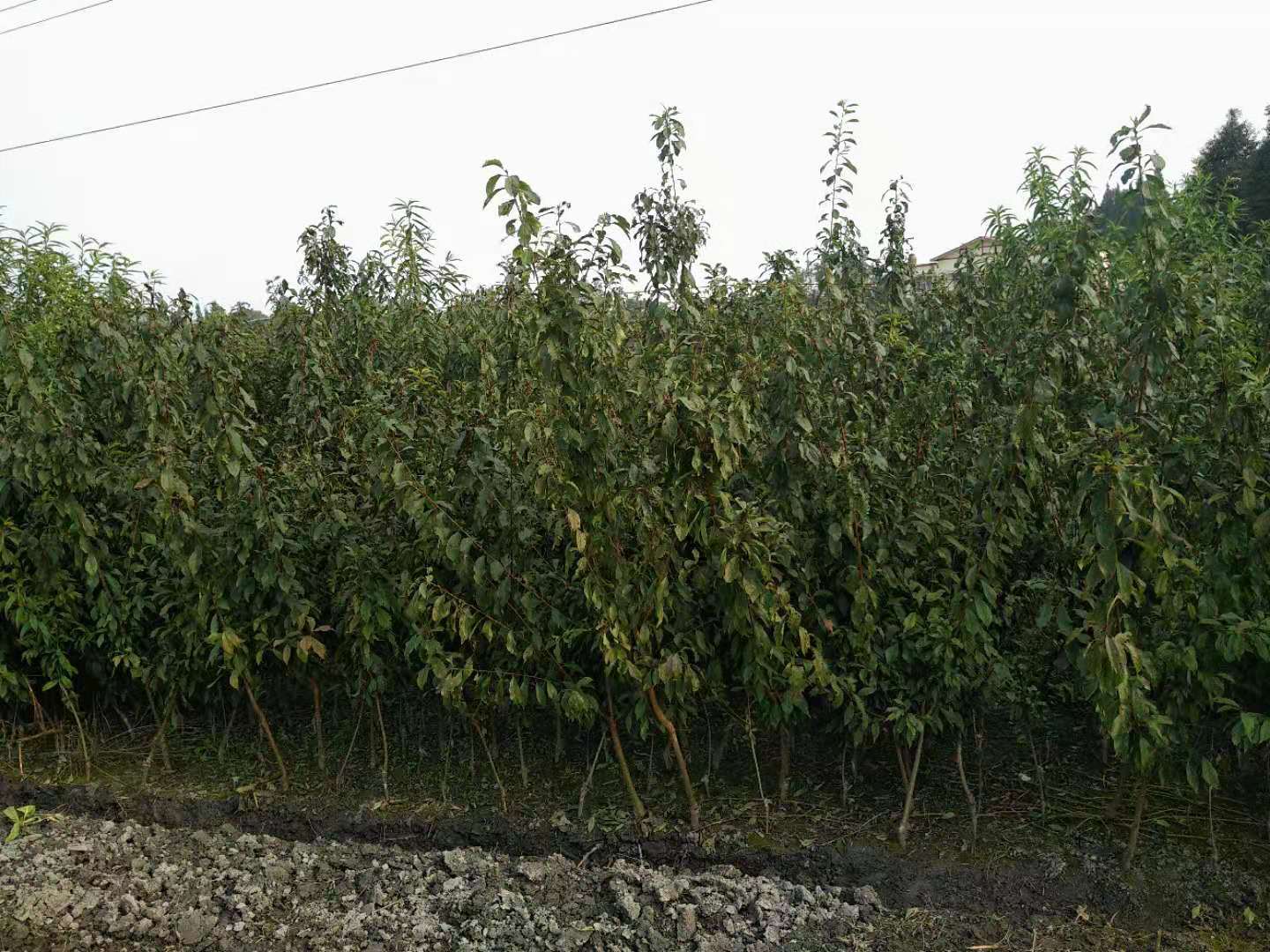 四川青脆李子苗價(jià)格、四川青脆李子苗批發(fā)基地