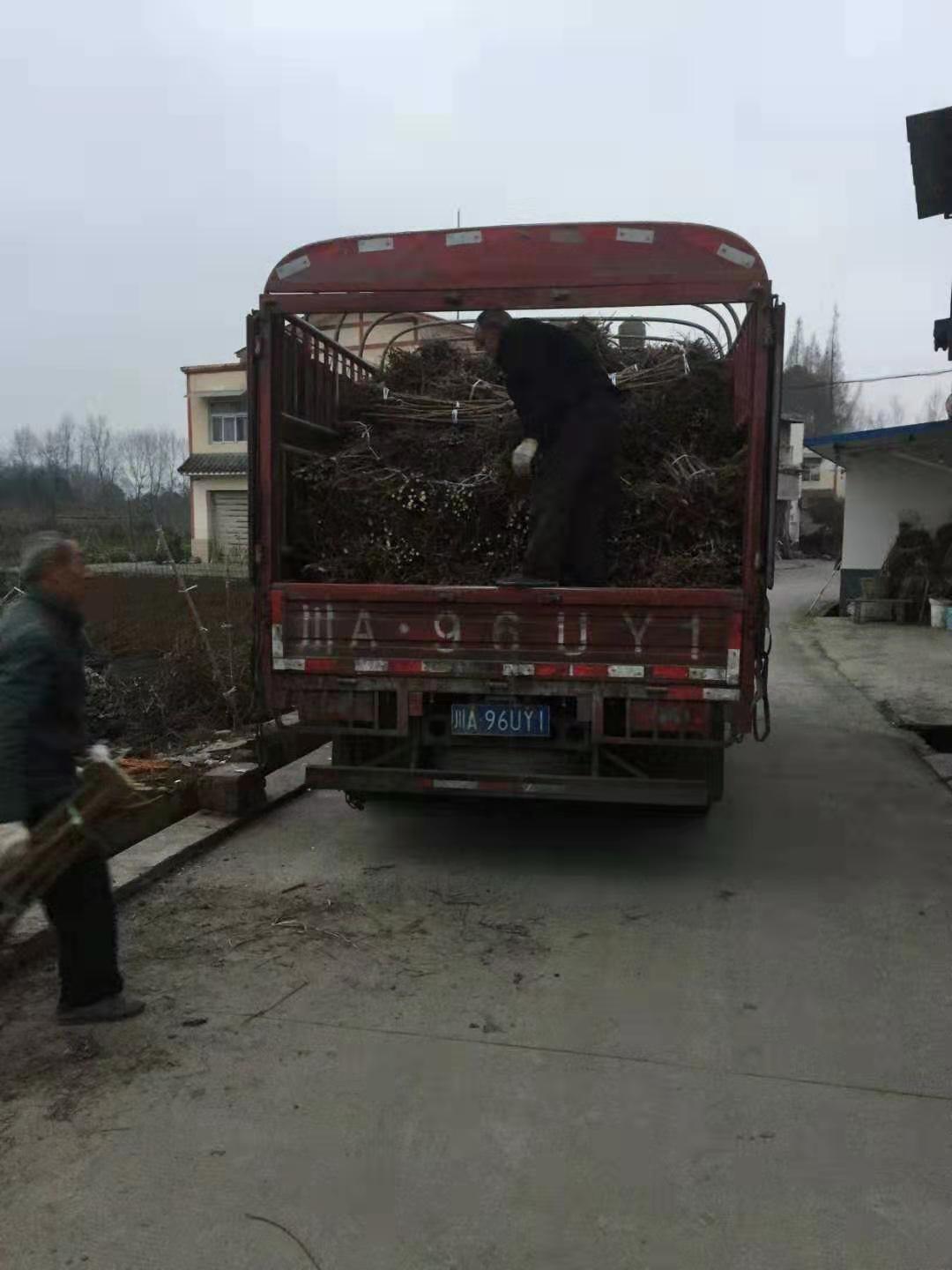 重慶青脆李苗
