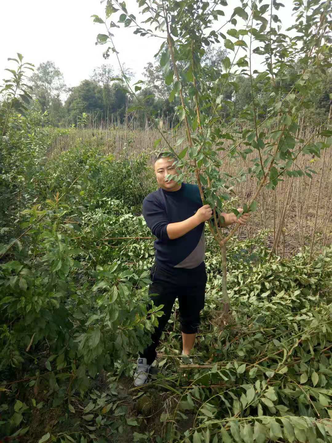 重慶青脆李苗價格、重慶青脆李苗批發(fā)基地