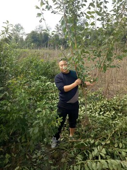四川青脆李子苗價格、四川青脆李子苗批發(fā)基地