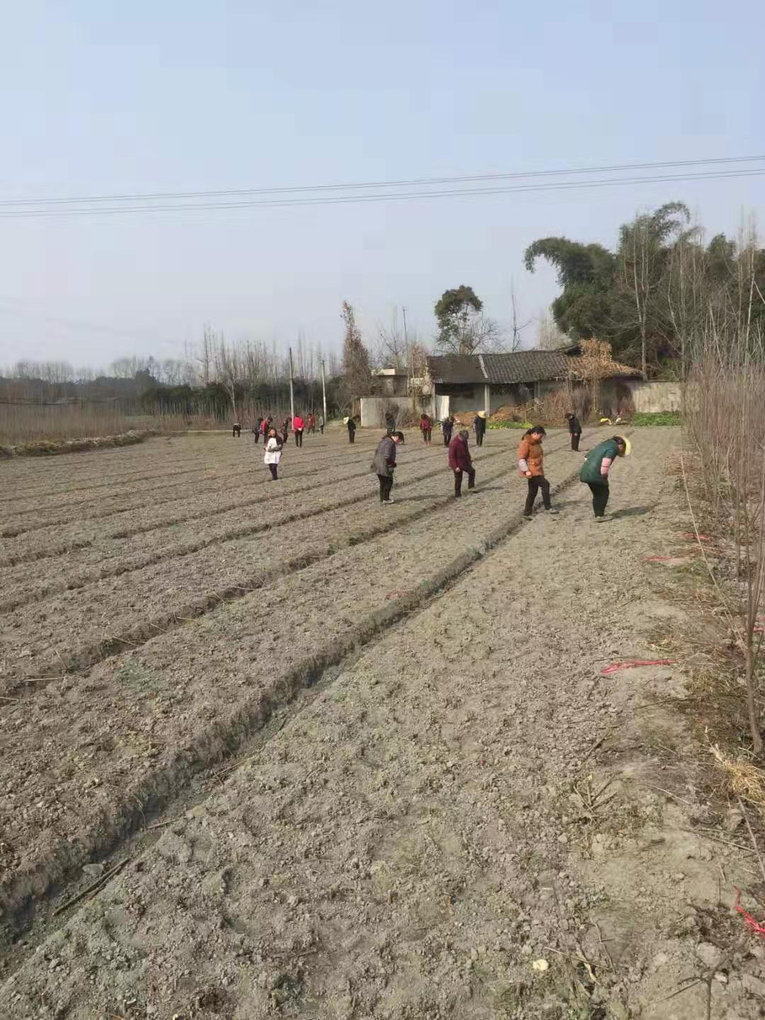 四川青脆李樹(shù)苗價(jià)格、四川青脆李樹(shù)苗批發(fā)價(jià)格