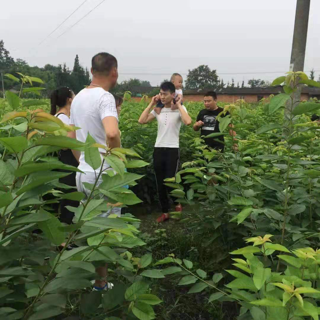 晚熟李樹苗、重慶晚熟李樹苗、重慶晚熟李樹苗批發價格