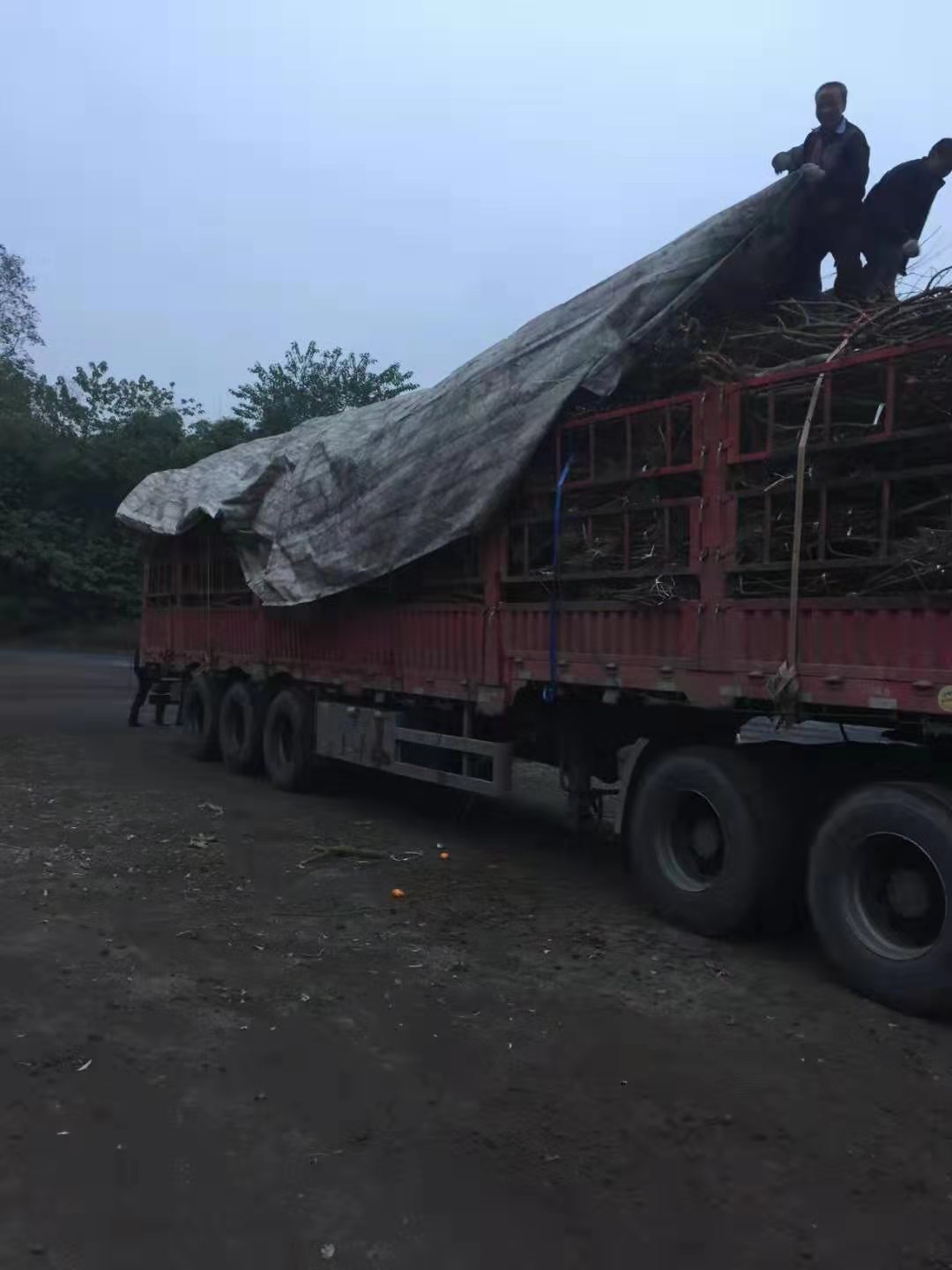 脆紅李樹苗,重慶脆紅李樹苗品種介紹