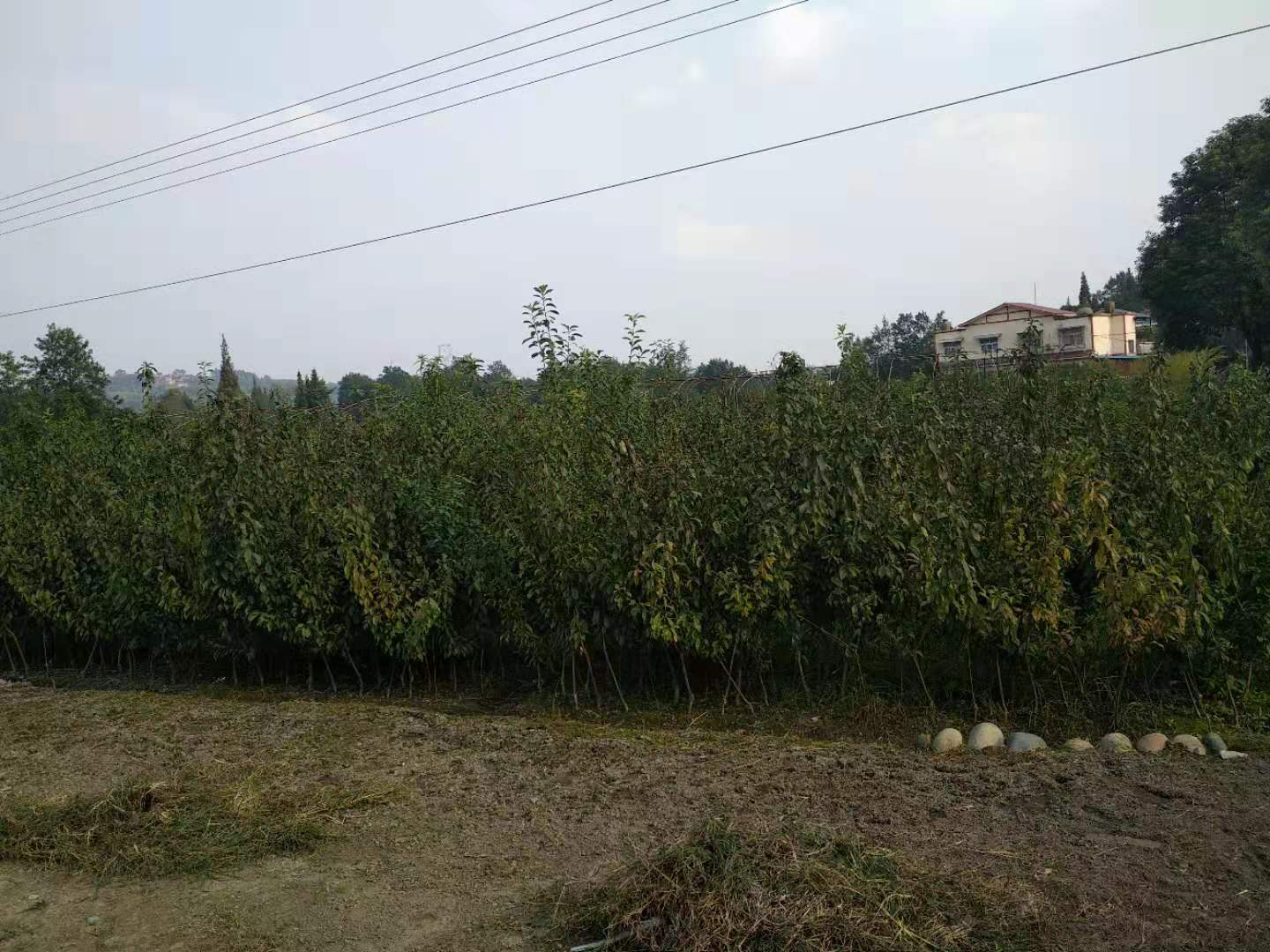 脆紅李子樹苗,重慶脆紅李子樹苗,重慶出售脆紅李子樹苗