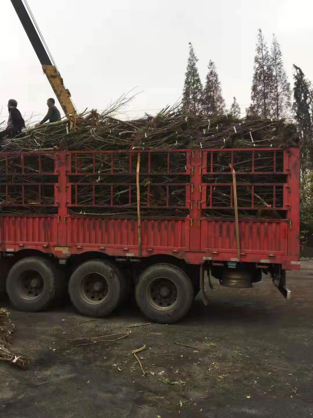 脆红李苗,四川脆红李苗,四川高产脆红李苗