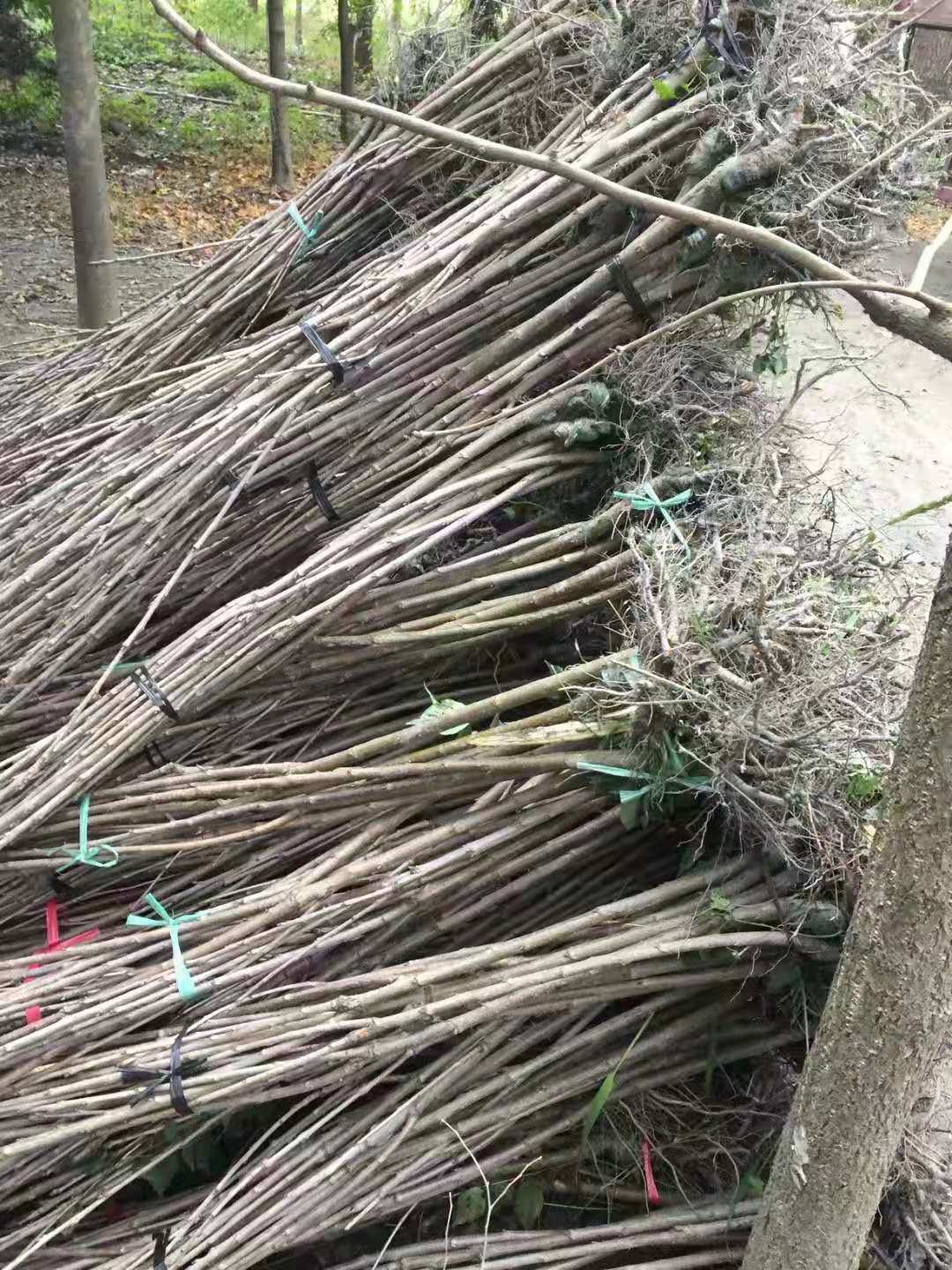 特晚熟李子苗廠家,重慶特晚熟李子苗苗圃