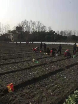 特晚熟李子苗,四川特晚熟李子苗批發(fā)價格