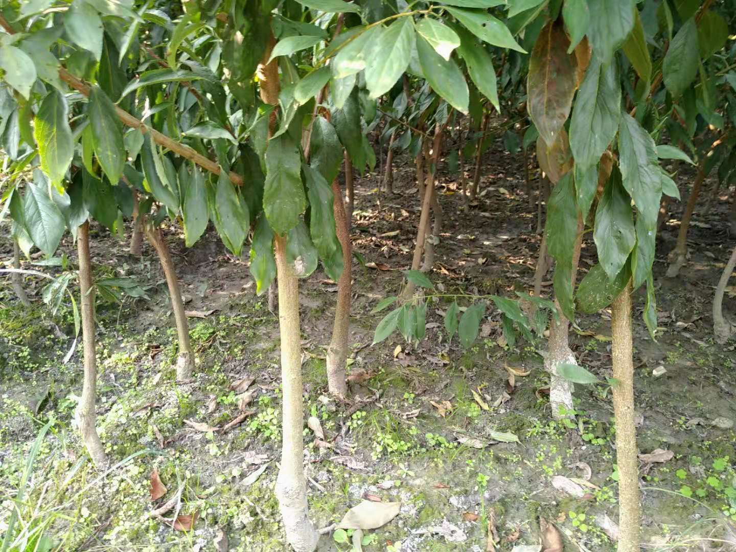 重慶脆紅李樹(shù)苗批發(fā)基地,重慶脆紅李樹(shù)苗