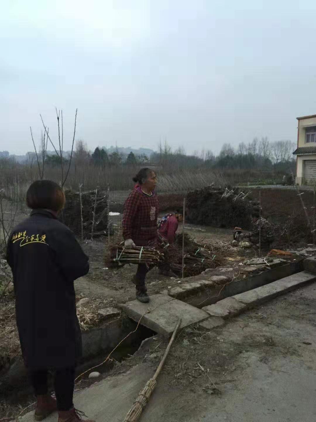 脆紅李子樹苗價格,重慶脆紅李子樹苗價格